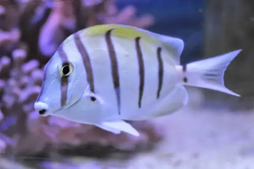 Acanthurus triostegus