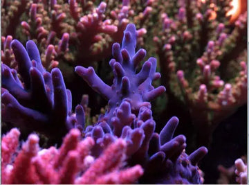 AcroPower - Amino acids for SPS corals (500-1000ml) - Akvaariovedenhoito