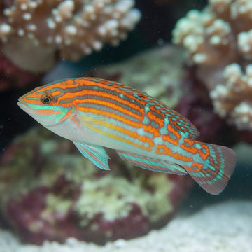 Adorned Wrasse (Halichoeres cosmetus)