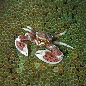 Anemone crab (Neopetrolisthes ohshimai)