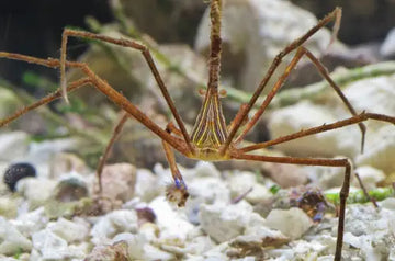 Arrow crab (Stenorhynchus seticornis) - Elävät eläimet