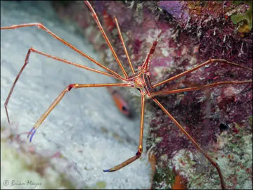 Arrow crab (Stenorhynchus seticornis) - Elävät eläimet