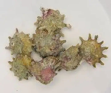 Astralium calcar