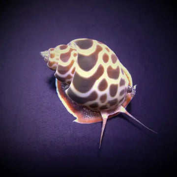 Babylonia zeylanica