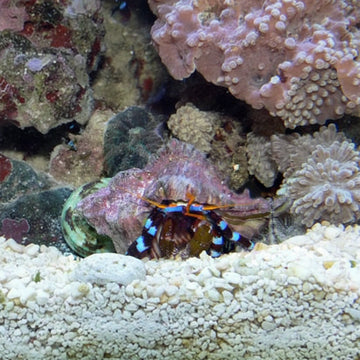 Blue Leg Hermit Crab (Calcinus elegans)