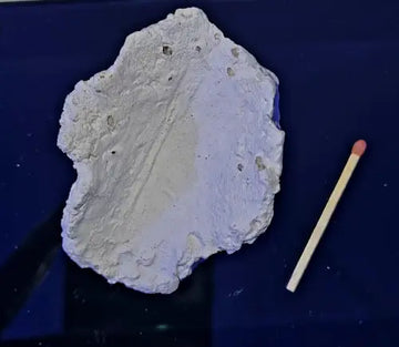 Clam holder rock small