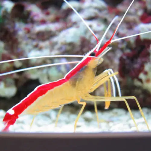 Cleaner Shrimp (Lysmata amboinensis)