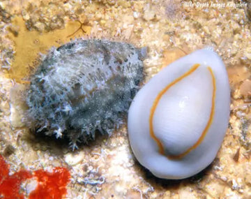 Cowrie - Money (Monetaria moneta/annulus)