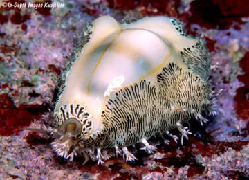 Cowrie - Money (Monetaria moneta/annulus)