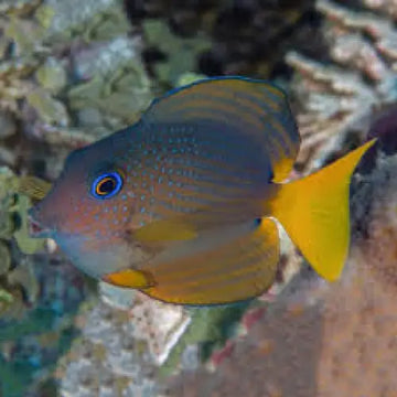 Ctenochaetus binotatus