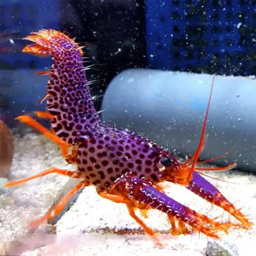 Debelius Reef Lobster (Enoplometopus debelius)
