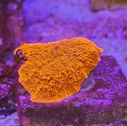 Discosoma Ferrugatum Ultra Red