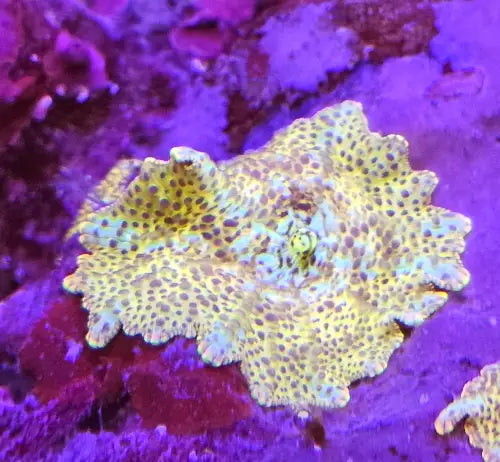 Discosoma Goldflake Premium
