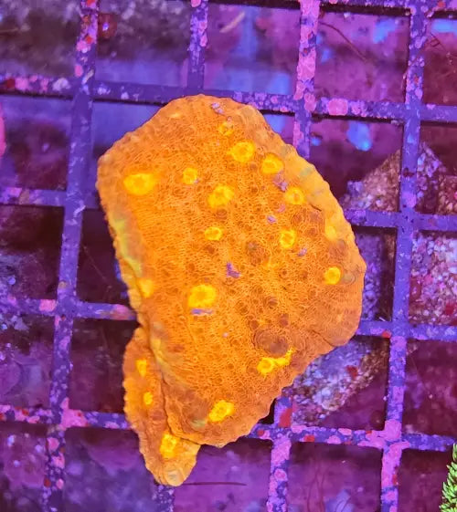 Echinophyllia ’Chalise’ Golden Eye