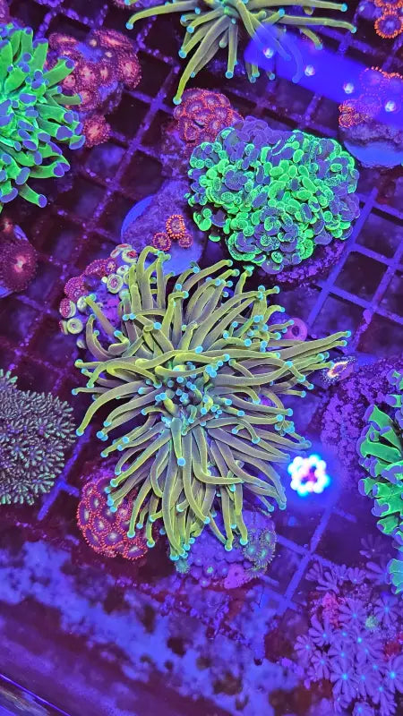 Euphyllia Glabrescens ’Gold Torch’ (Premium) M