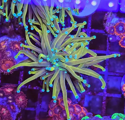 Euphyllia Glabrescens ’Gold Torch’ (Premium) S