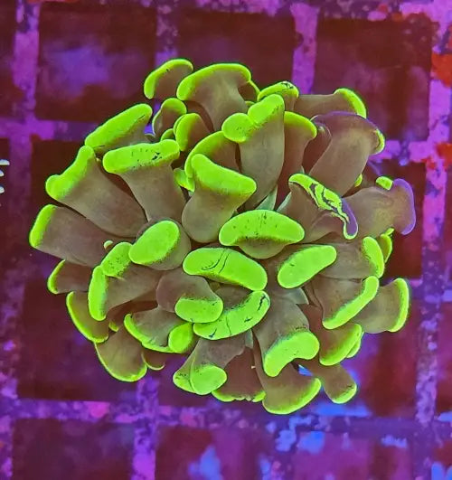 Euphyllia paraancora Toxic Green Premium