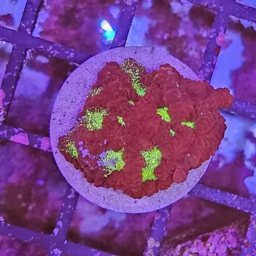 Favites ’War coral’ Red