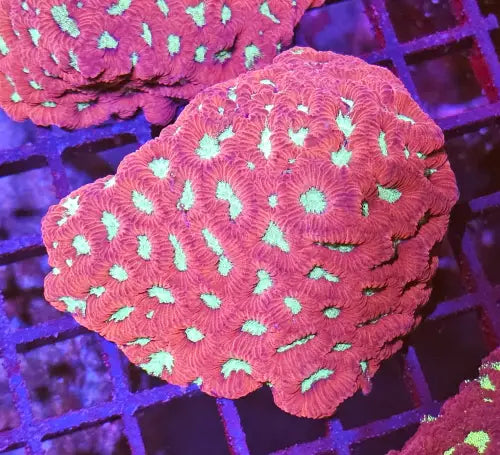 Favites ’War coral’ Red Premium