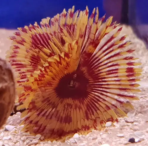 Feather Duster Special color (Sabellastarte)
