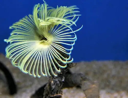Feather Duster yellow (Sabellastarte)