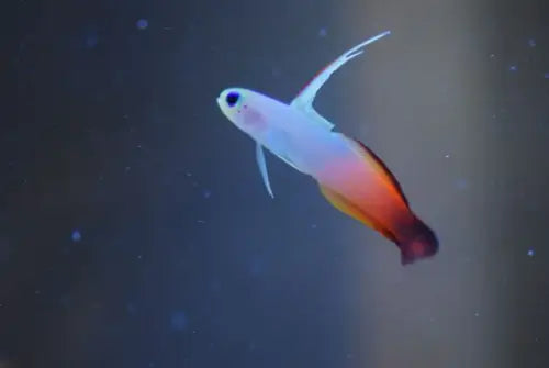 Fire goby (nemateleotris magnifica)