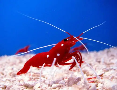 Fire Shrimp (Lysmata debelius)