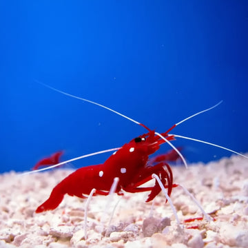 Fire Shrimp (Lysmata debelius)