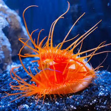 Flame Scallop (Lima Scabra)