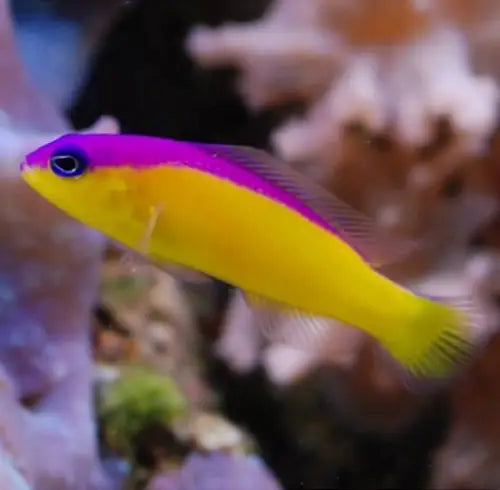 Flashback Pygmy Basslet (Pictichromis diadema)