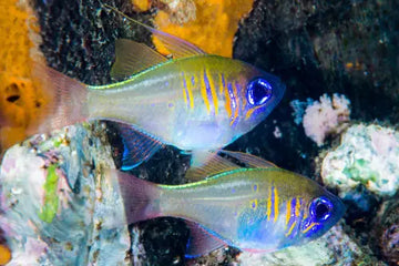 Ghost Cardinalfish (Zoramia leptacantha) (5kpl parvi) Elävät eläimet