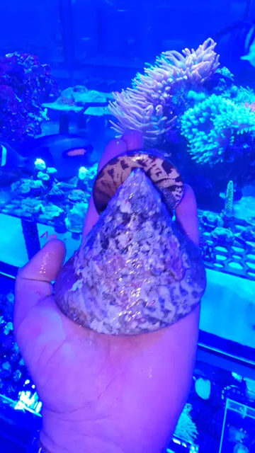 Giant Trochus Stellatus (XXXL)
