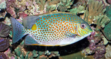 Gold saddle Rabbitfish (Siganus guttatus) Elävät eläimet