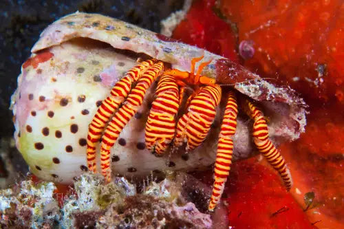 halloween hermit crab (Ciliopagurus striatus)