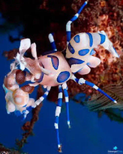 Harlequin Shrimp (Hymenocera picta)