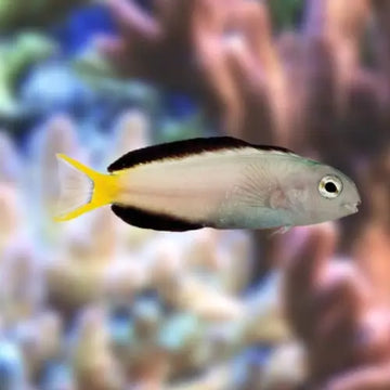 Harptail Blenny (Meiacanthus mossambicus)