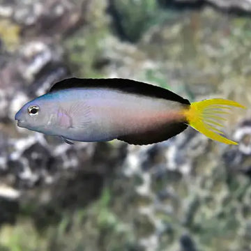 Harptail Blenny (Meiacanthus mossambicus)