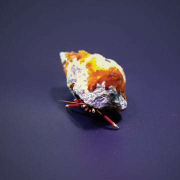 Hermit Crab spp.