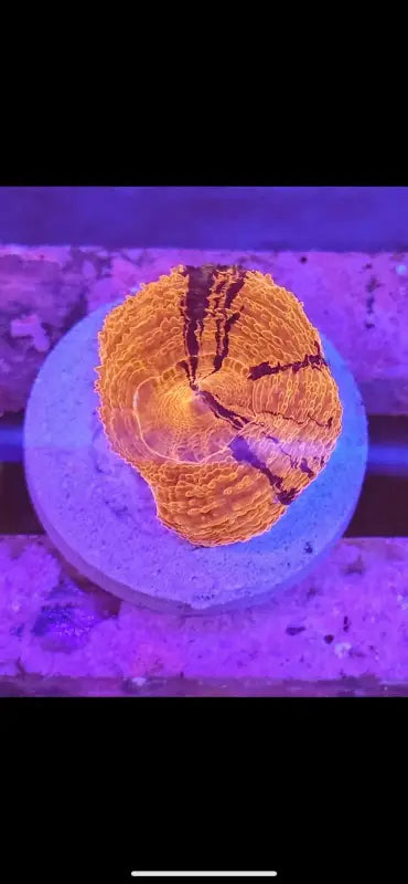 Homophyllia Bowerbanki Bleeding Red/Violet Premium