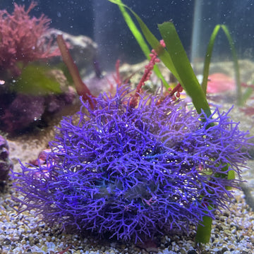Hypnea pannosa -makrolevä