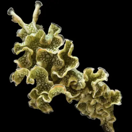 Lettuce Sea Slug (Elysia crispata) - Hyvä levänsyöjä!