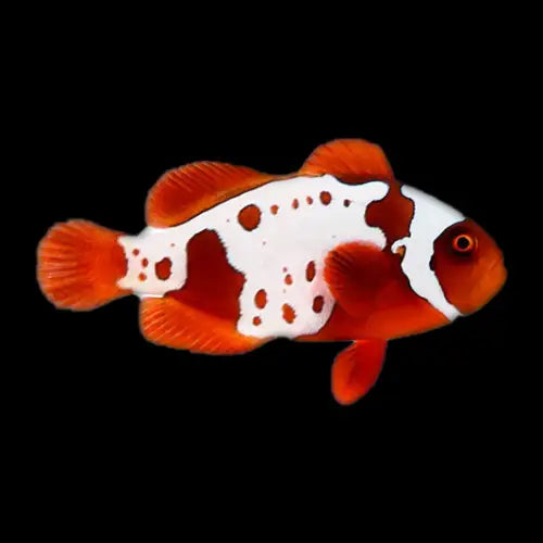 Lightning Maroon Clownfish (Premnas biaculeatus)