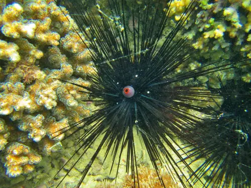 Longspine Urchin Diadema antillarum (S-koko)
