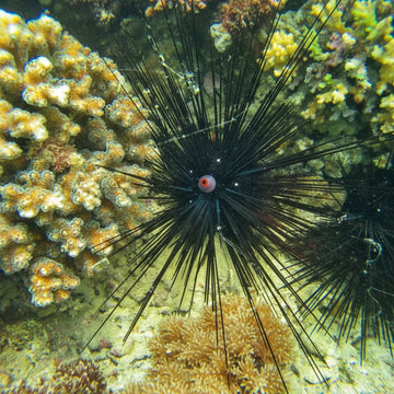 Longspine Urchin Diadema antillarum (S-koko)
