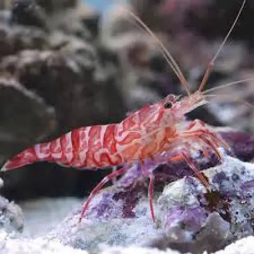 Lysmata Kuekenthali