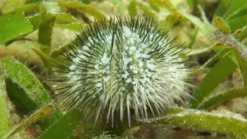 Lytechinus variegatus