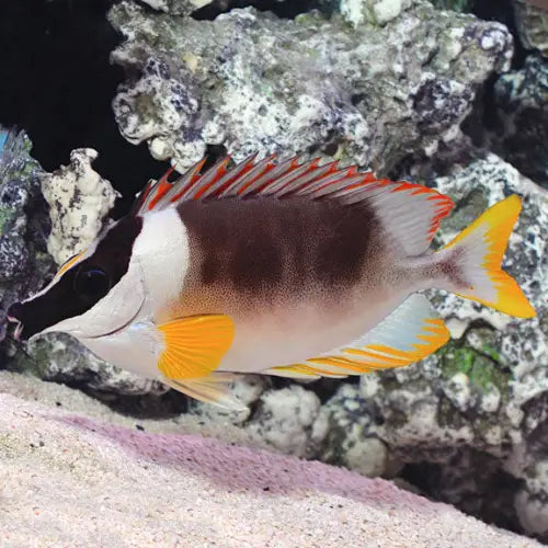 Magnificent Foxface (Siganus magnificus)