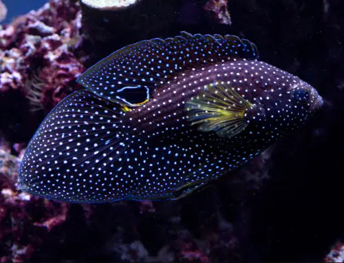 Marine Betta (Calloplesiops altivelis)