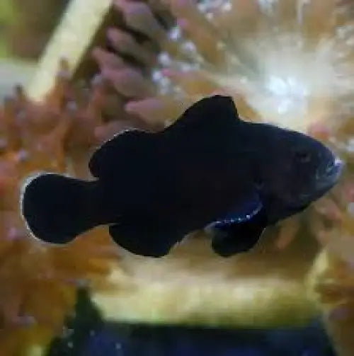 Midnight Lightning (Amphiprion ocellaris)