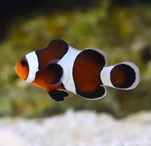 Mocha Clownfish Amphiprion ocellaris